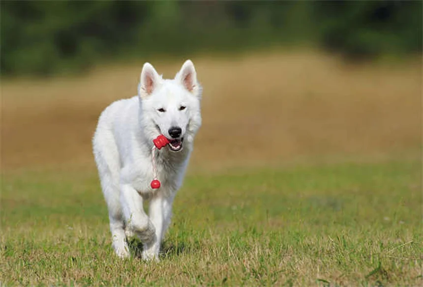 馬のストリングホルトとは？症状・原因・治療法を獣医師が解説