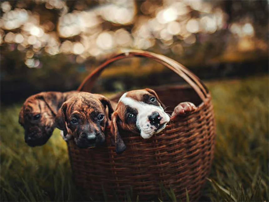 犬のL-カルニチン効果とは？獣医師が教える正しい使い方