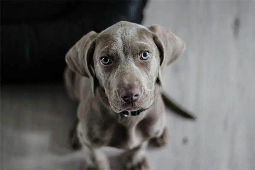 犬のL-カルニチン効果とは？獣医師が教える正しい使い方