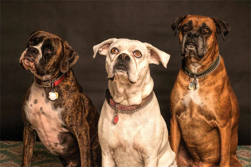 ペットホテルの選び方｜愛犬・愛猫に合う5つの預け先比較
