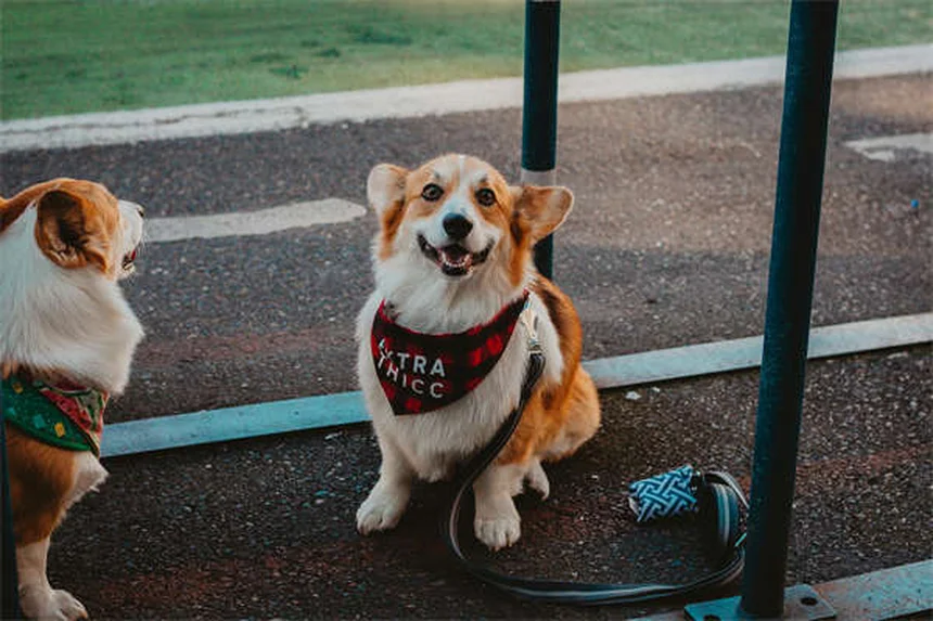 ペットホテルの選び方｜愛犬・愛猫に合う5つの預け先比較