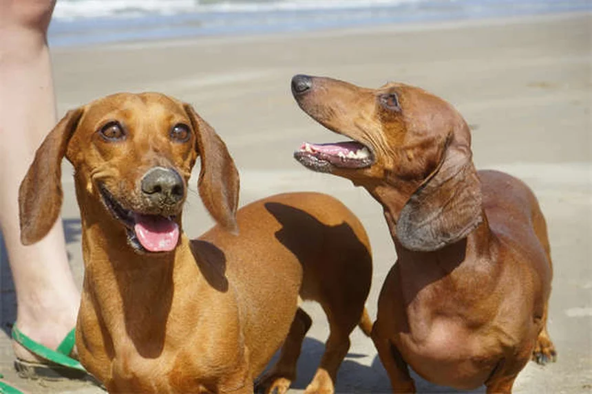 ペットホテルの選び方｜愛犬・愛猫に合う5つの預け先比較