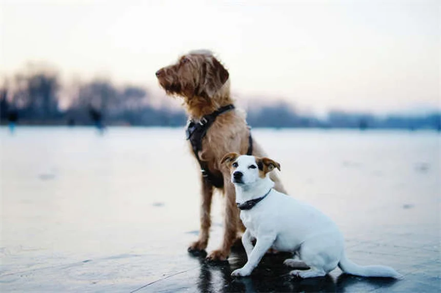 犬の抗がん剤「トセラニブ(Palladia®)」とは？効果・副作用・費用を徹底解説