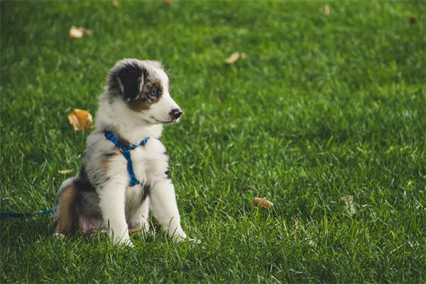 犬に伏せを教える3つの簡単ステップ【初心者でもできる】