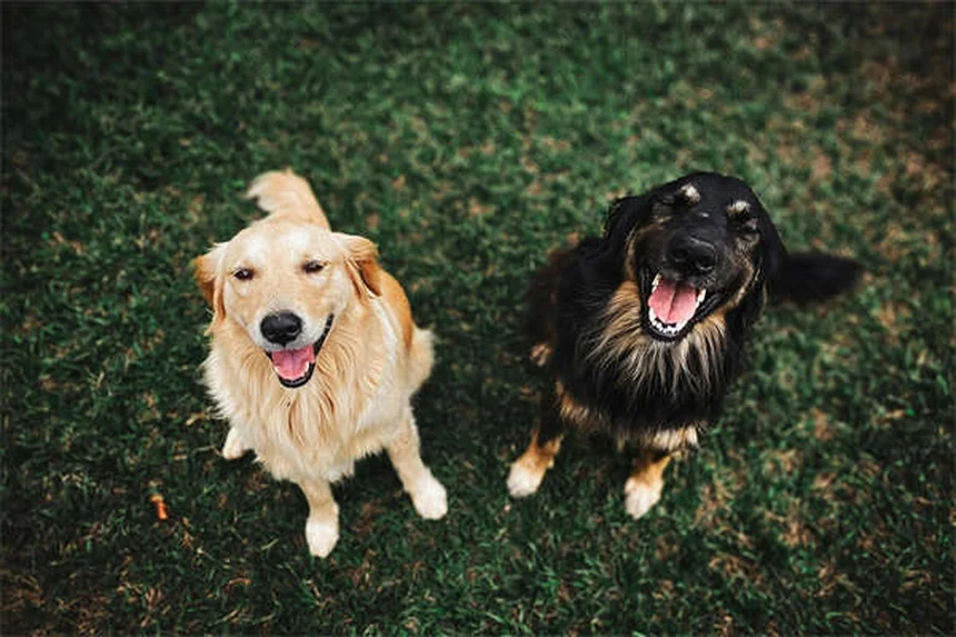 犬猫の腹腔鏡避妊手術とは？メリットと費用を徹底解説