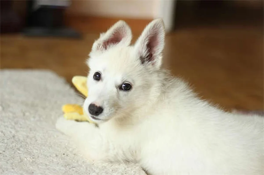 犬の肺がんの症状と早期発見｜飼い主が知るべき重要ポイント