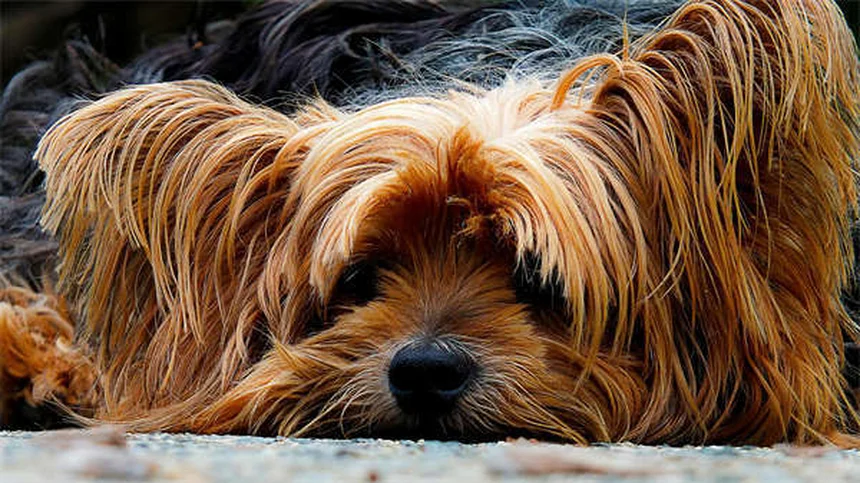 犬がシリカゲルを食べたら？獣医が教える対処法と予防策