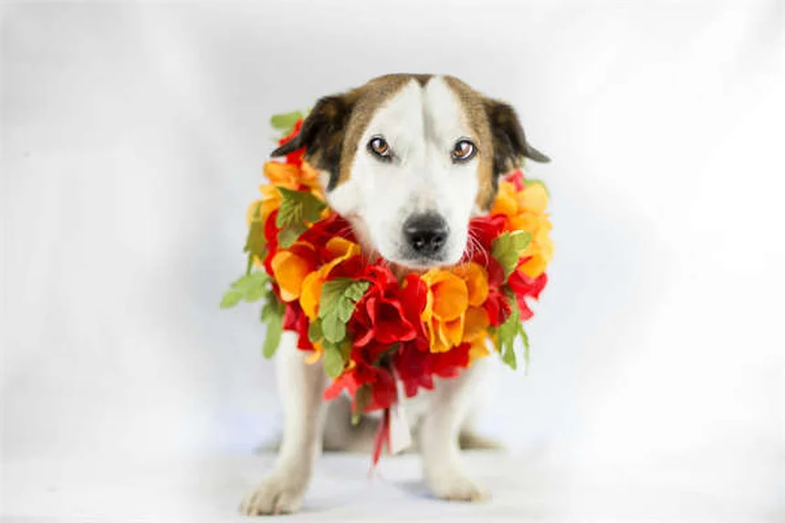 赤ちゃんとペットの仲良しになる7つのコツ｜初めての出会いを成功させる方法