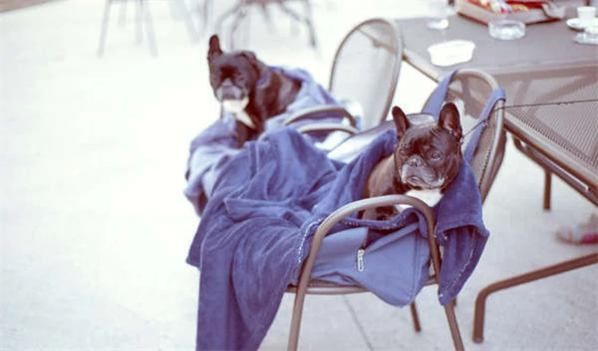 犬が人の股間を嗅ぐ理由とは？専門家が解説する意外な真実