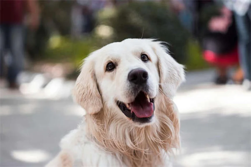 犬のお腹マッサージの効果と正しいやり方【専門家解説】