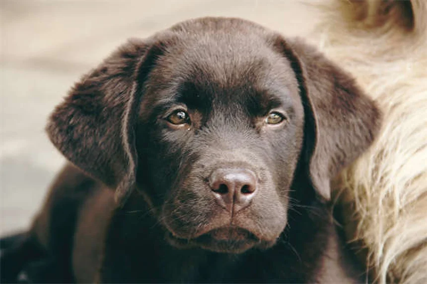 子犬が家でおしっこするのを止める3つの簡単な方法