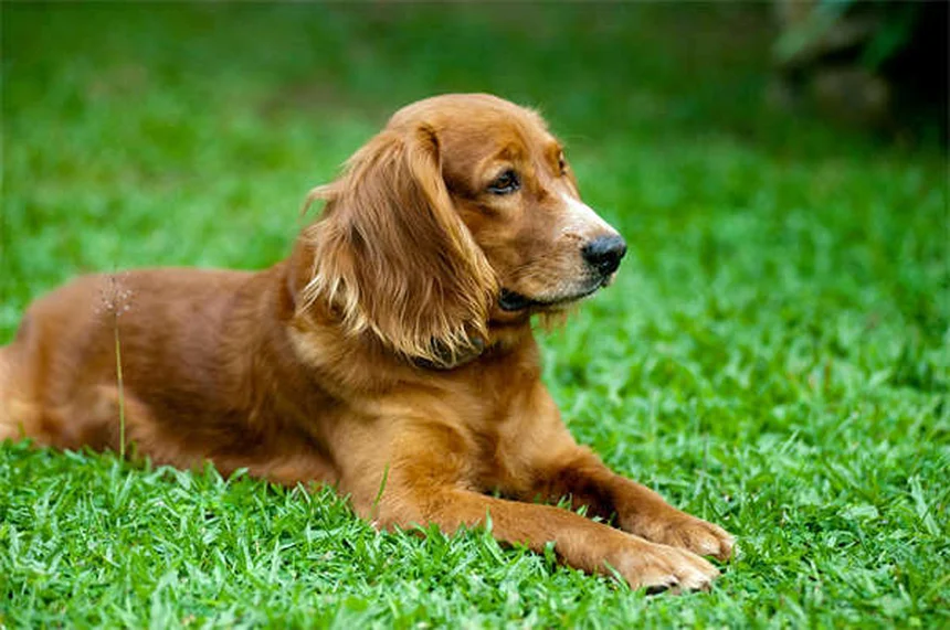 ハートガード®の効果と正しい使い方｜猫と犬のフィラリア予防薬