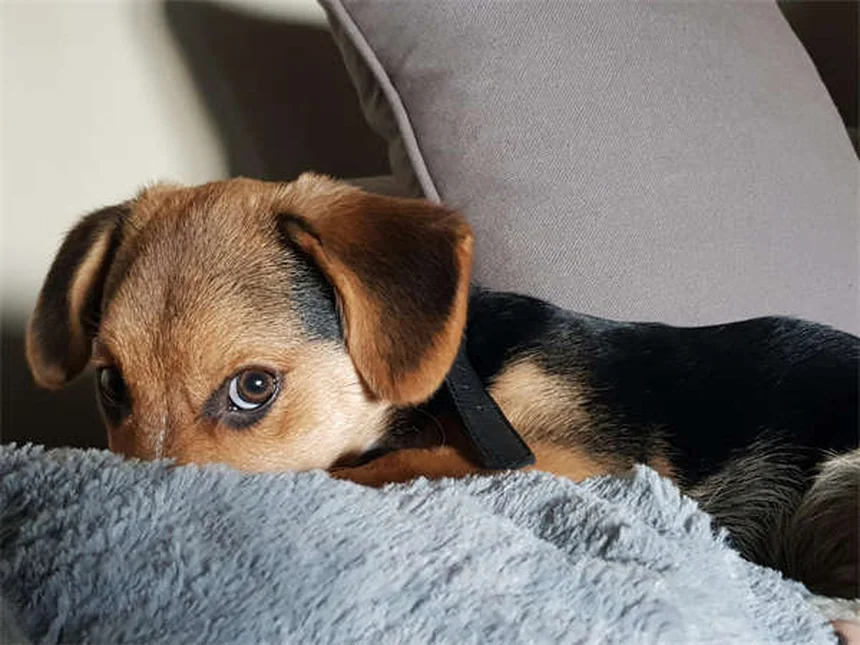 テラマイシン®の正しい使い方｜犬猫の目の感染症に効果的な治療法