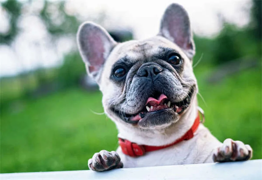 犬のかゆみ対策5選！獣医師も推奨する自宅ケア法