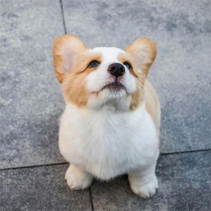 犬が信頼している証拠6選！愛犬の本音がわかるボディランゲージ