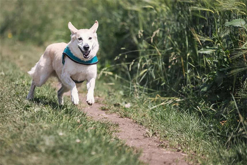 獣医師が解説！馬の下痢の原因と治療法をまるっと解説